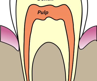 tooth anatomy2